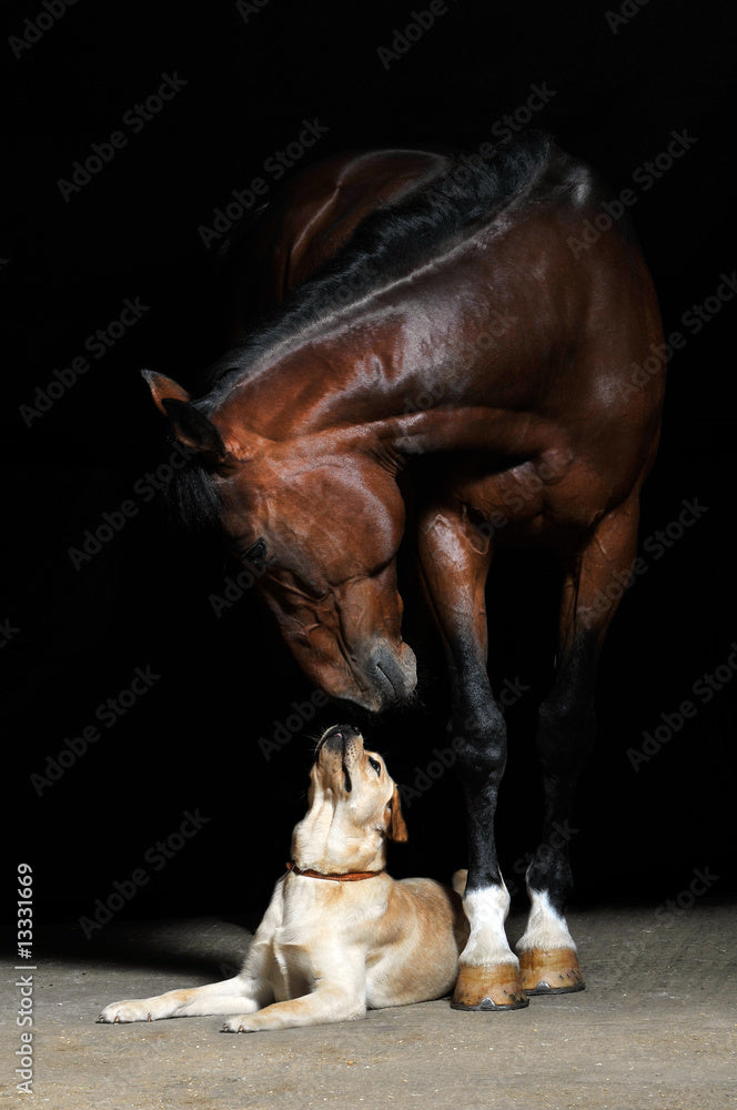Welcome to K9 Competition